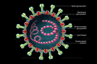 How do I ensure my hands are as close to virus free as possible?