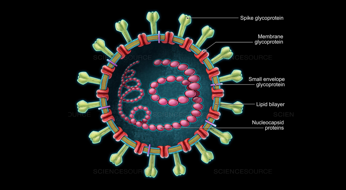How do I ensure my hands are as close to virus free as possible?